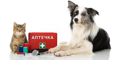 Аптечка для улюбленців: що має бути у будь-які часи
