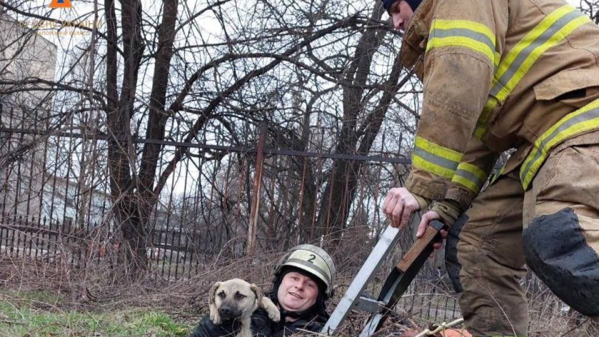 У Запоріжжі чотирилапий потрапив у пастку
