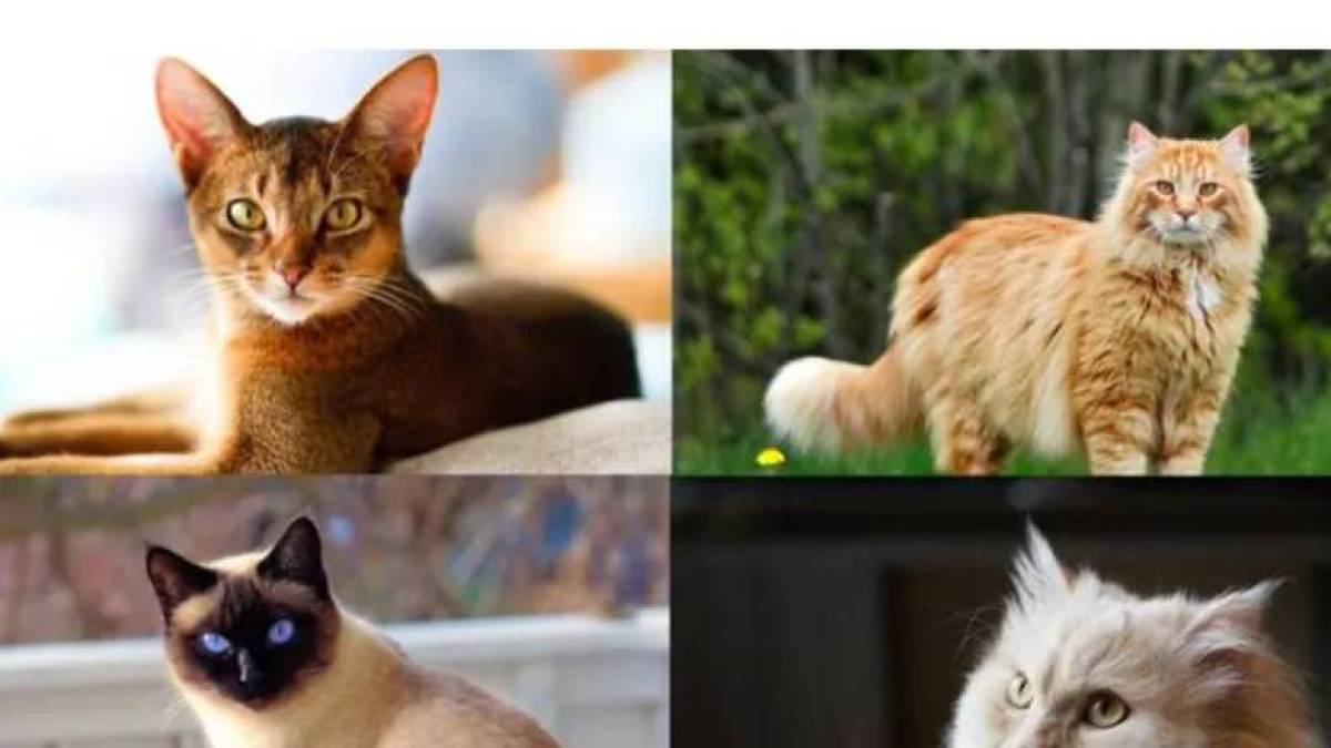 5 порід котів, які найкраще ладнають із дітьми – фото