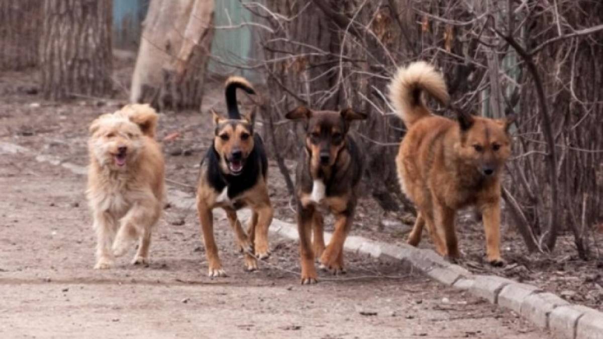 У Запоріжжі стерилізують безпритульних чотирилапих