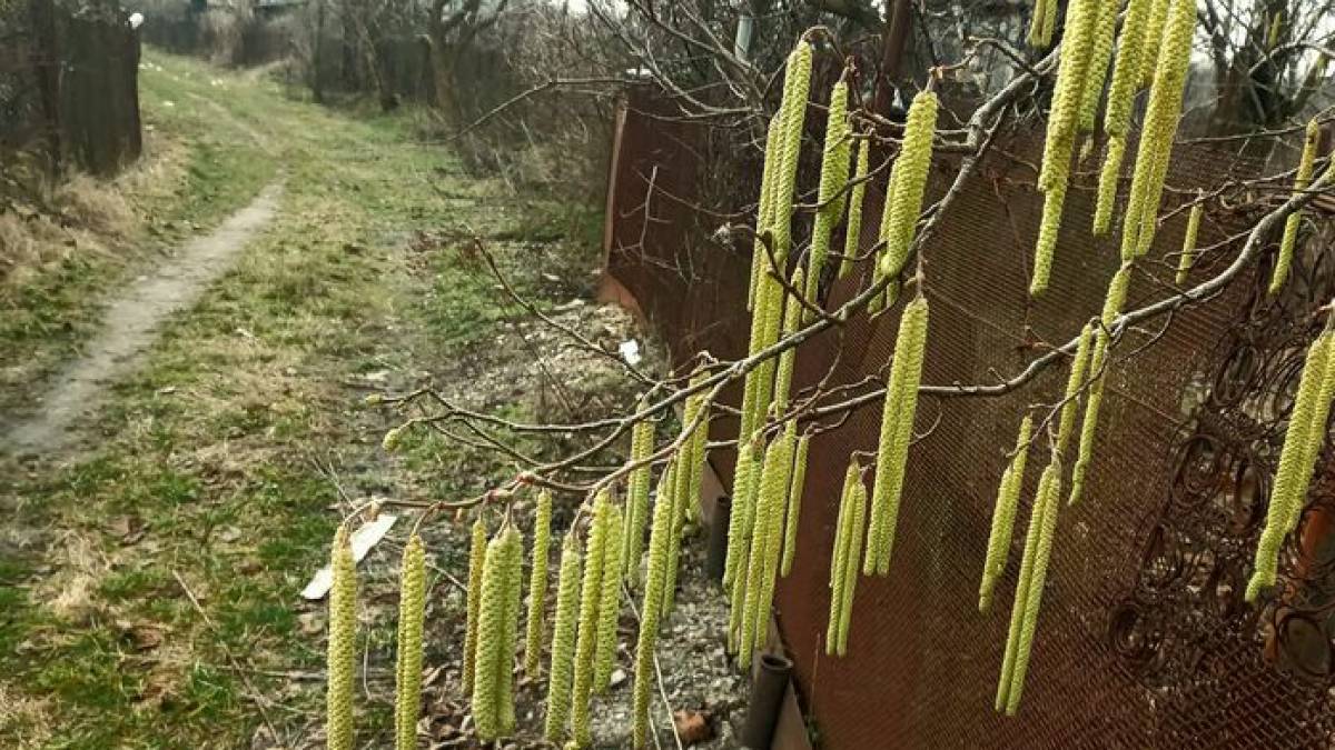 Якою буде погода на вихідні у Запоріжжі та області: прогноз синоптиків