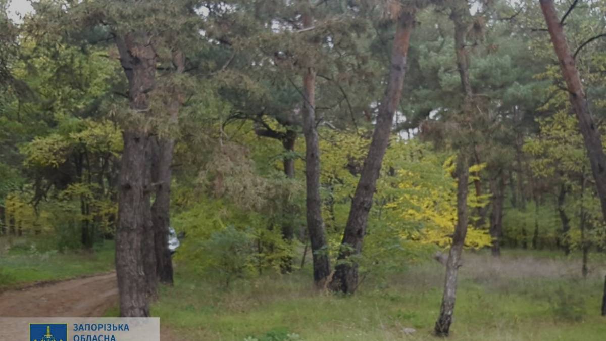 У Запорізькій області землі лісництва незаконно передали під дачі
