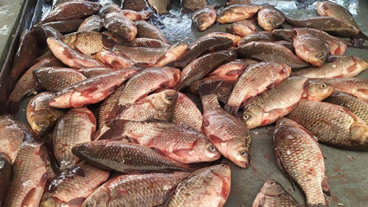 З початку лютого на водних об’єктах Запоріжжя викрито 42 порушення на майже 1,6 млн. грн. збитків