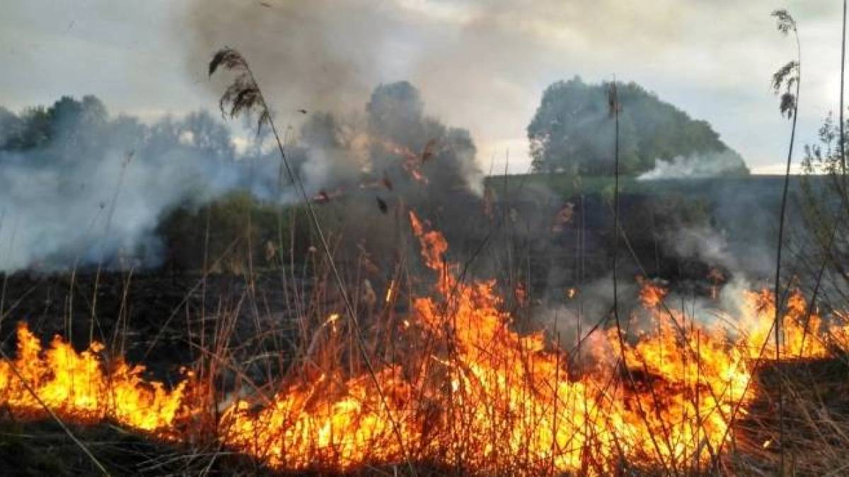 На Запоріжжі за добу сталося 14 пожеж в екосистемах