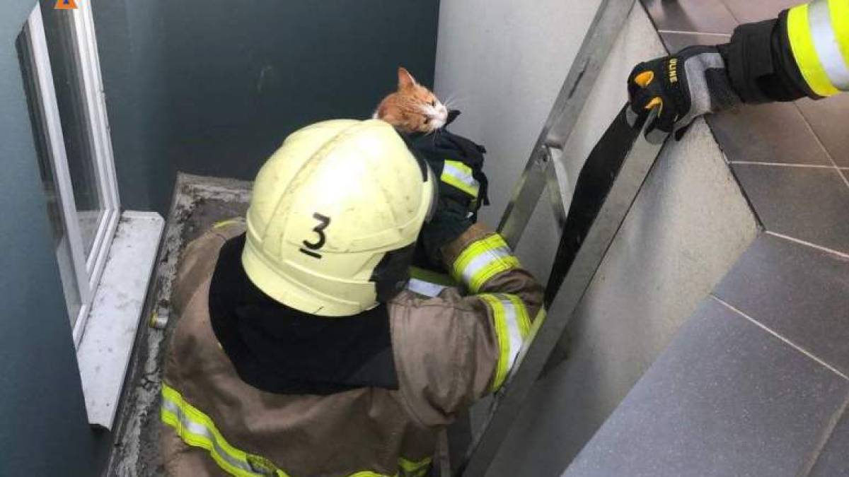 У Запоріжжі врятували кота з двохметрової пастки
