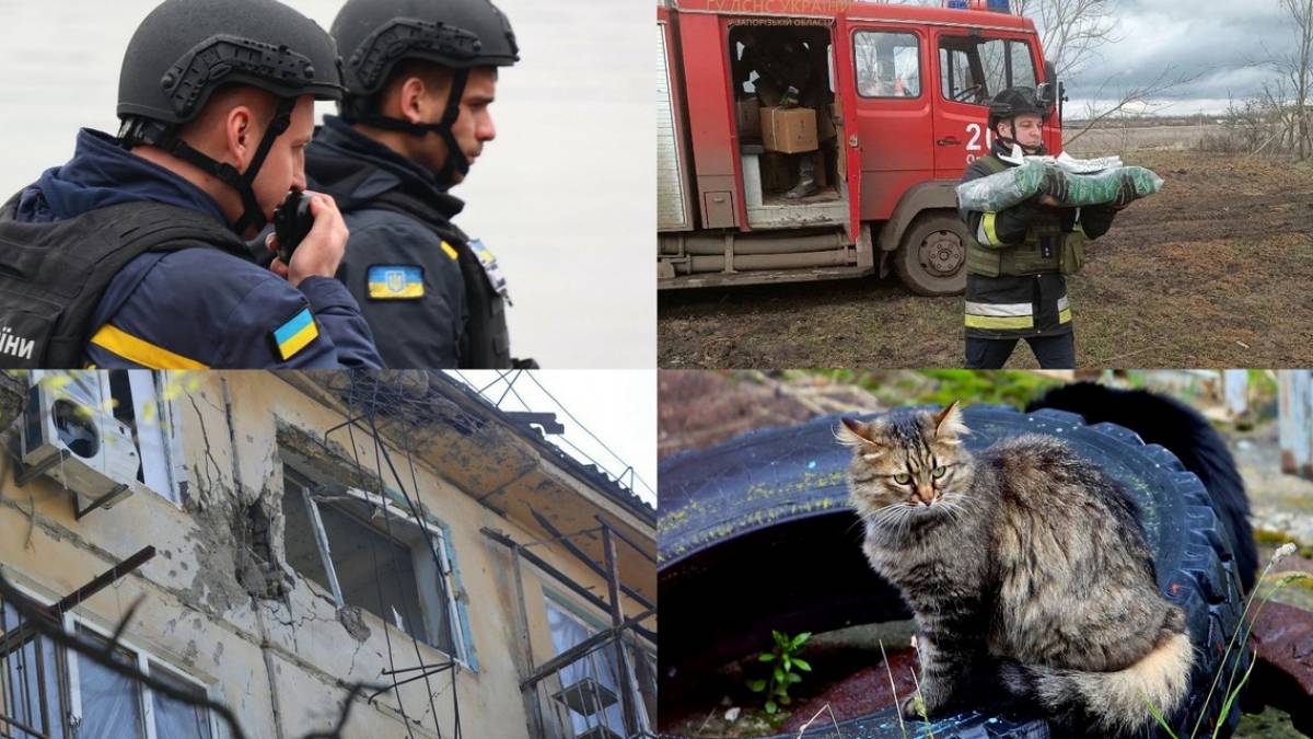Коти і собаки в прифронтовій Запорізькій області отримали корм (відео)