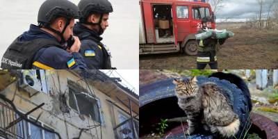 Коти і собаки в прифронтовій Запорізькій області отримали корм (відео)