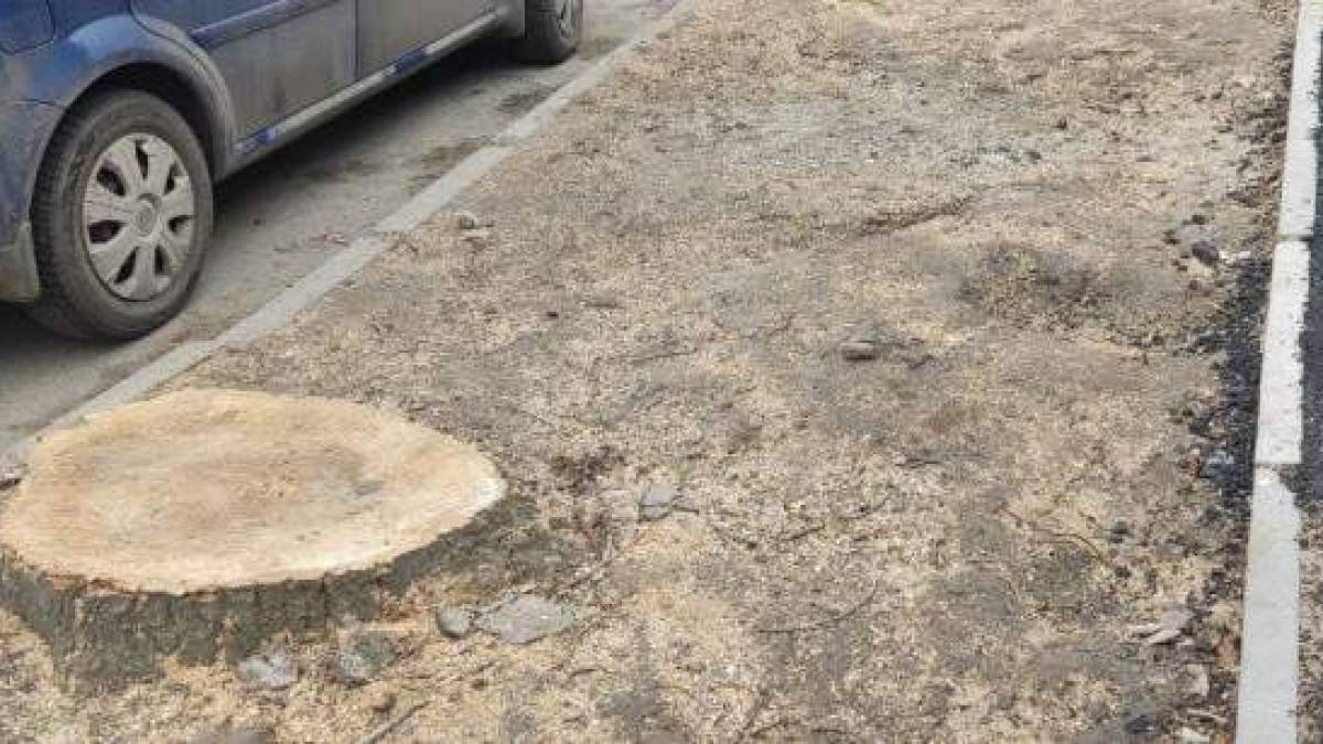 На головному проспекті Запоріжжя висадять нові молоді дерева.