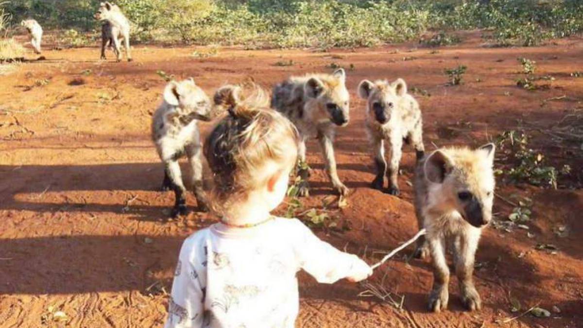 Маленька дівчинка завдяки батькові стала своєю у зграї гієн