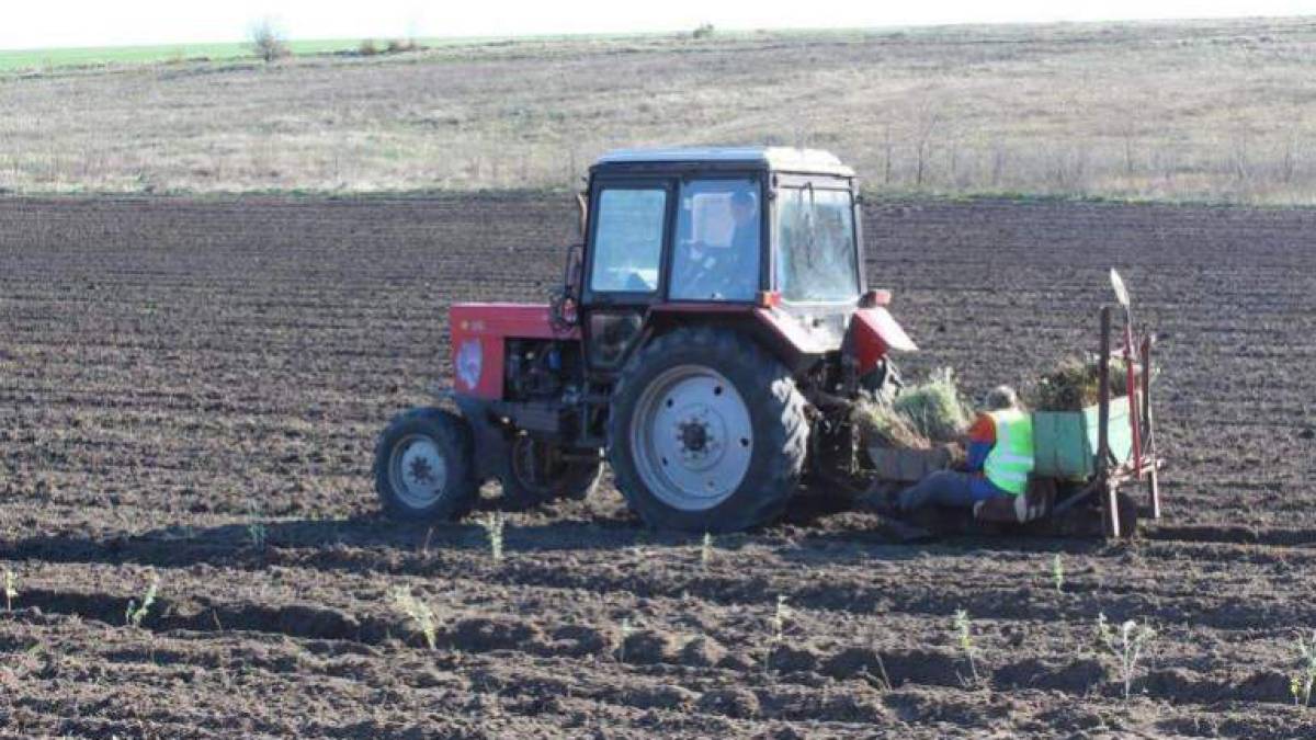 Цьогоріч на Запоріжжі прланують висадити лісових культур на площі понад 16 га