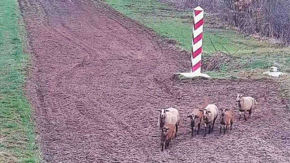 Польські прикордонники піднялись по тривозі через овець, що пішли пастися в Україну