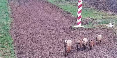 Польські прикордонники піднялись по тривозі через овець, що пішли пастися в Україну