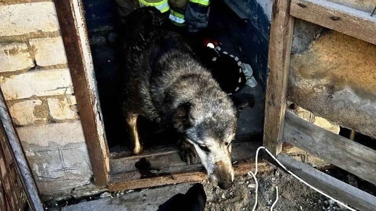 Запорізькі ДСНСники врятували песика
