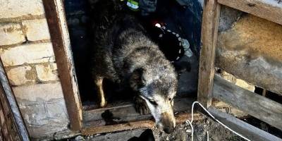 Запорізькі ДСНСники врятували песика