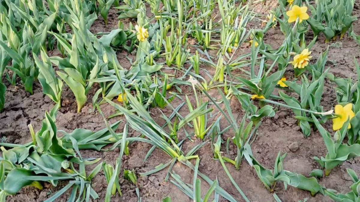 У Запоріжжі невідомі знищили красу на Майдані Героїв – фото