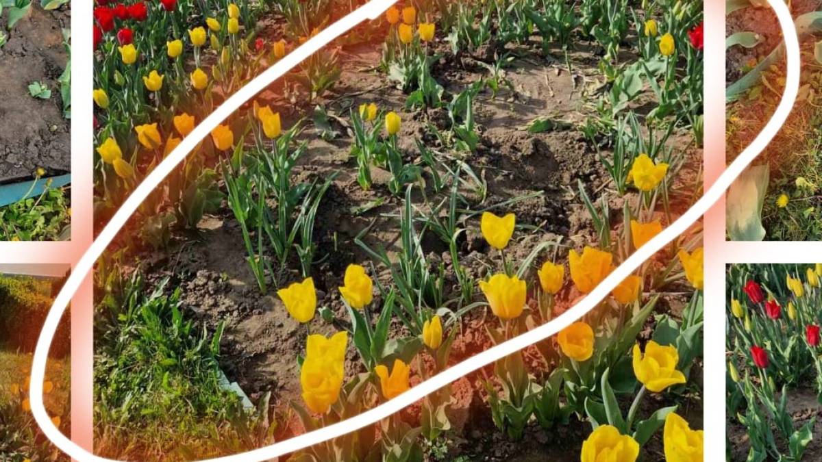 У Запоріжжі невідомі знову обірвали та поламали квіти на Майдані Героїв – фото