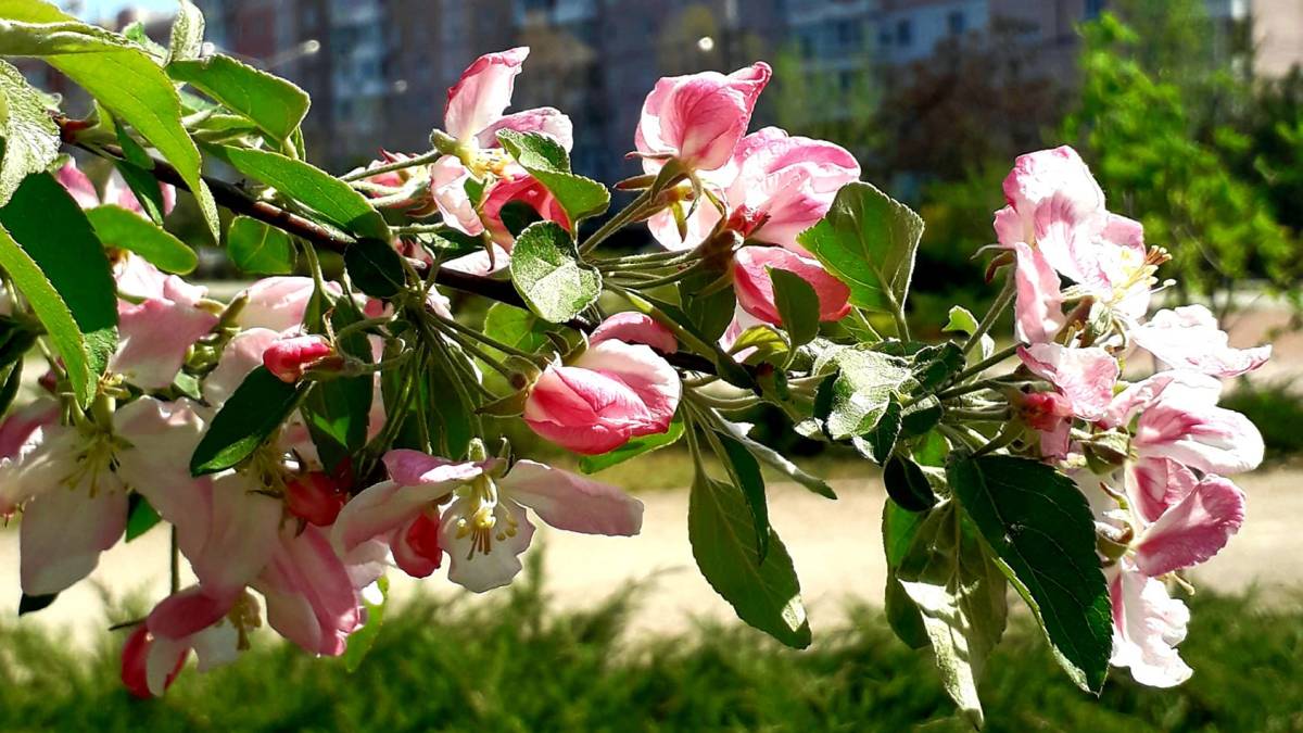 Якою буде погода на вихідні у Запоріжжі та області: прогноз синоптиків