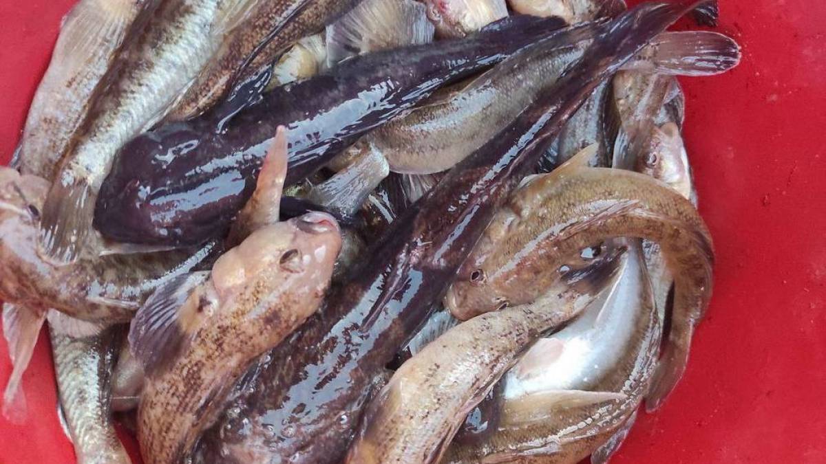 Скільки в окупованому Бердянську коштує улюблена риба городян – бички?