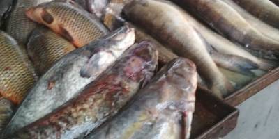 Контроль безпеки харчових продуктів на запорізьких ринках