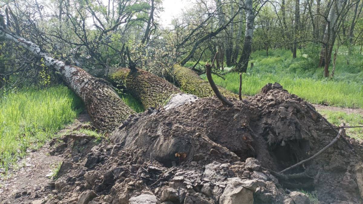 Після бурі: повалені старі осокорі у балці Велика Молодняга на Хортиці