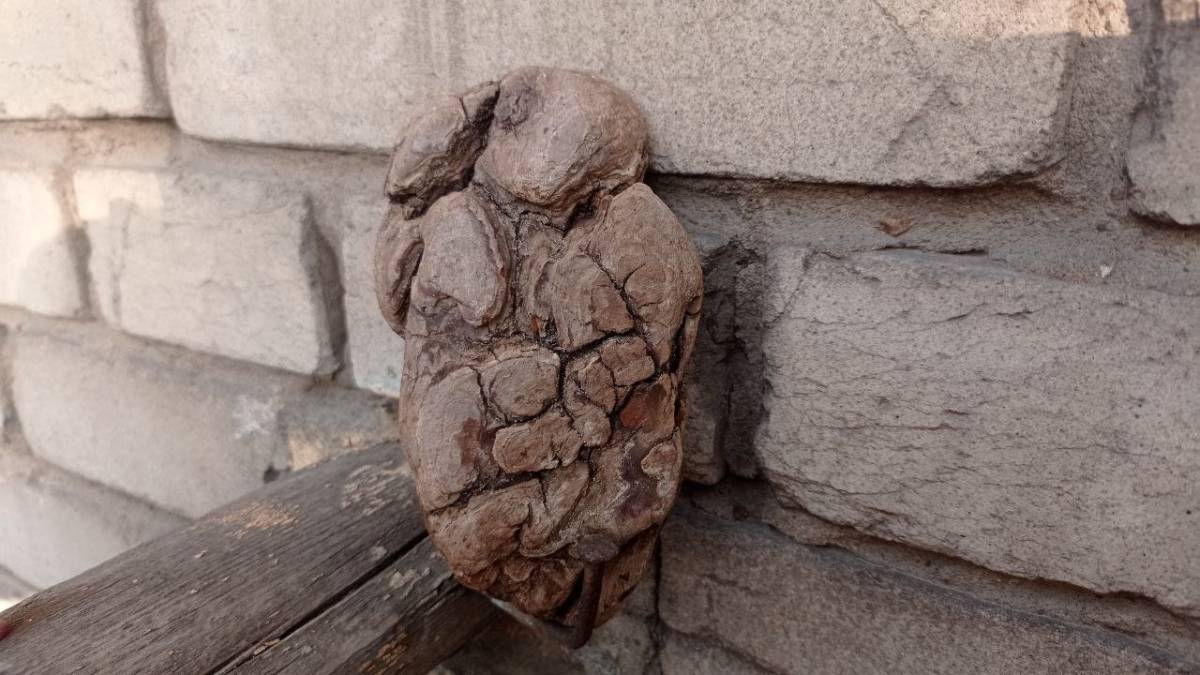 Чим не тіло? Надихаюча дерев’яна скульптура з берегів Дніпра
