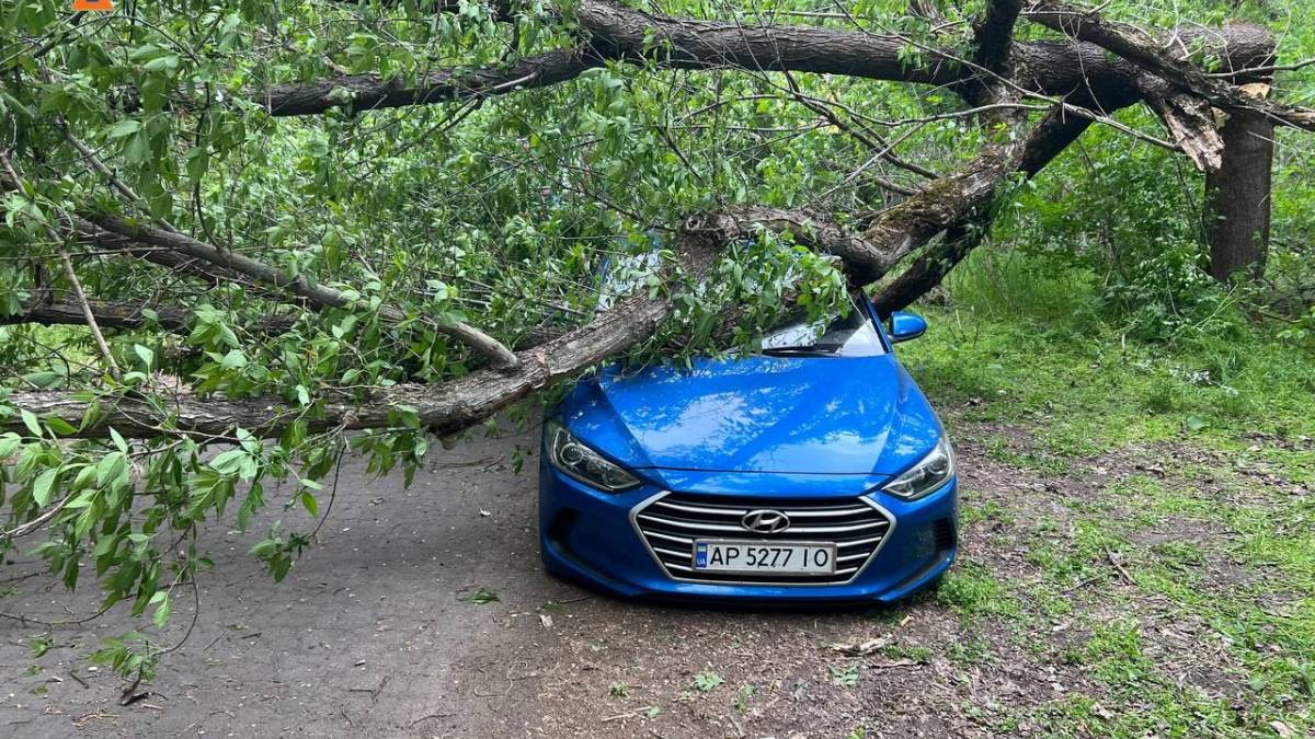 У Запоріжжі через негоду дерево впало на автомобіль – фото