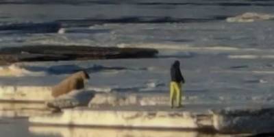 У Норвегії туриста-поляка оштрафували на понад $1100 – заблизько підійшов до моржа