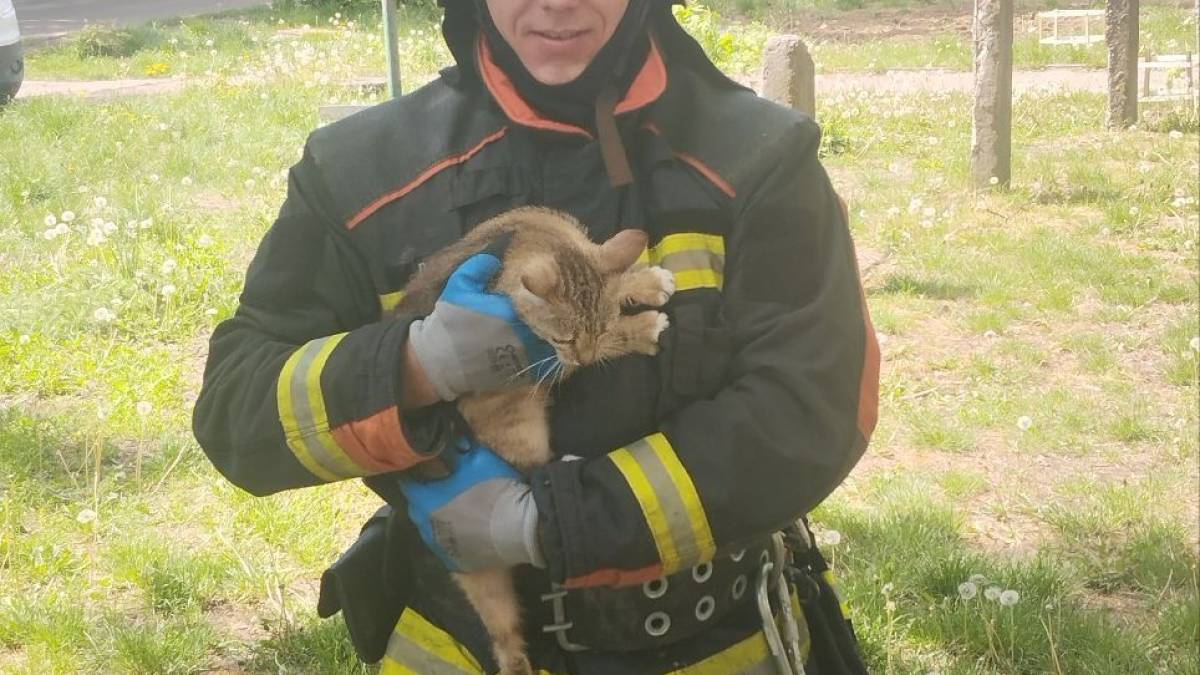 У Запоріжжі врятували кошеня, яке застрягло на високому дереві – фото