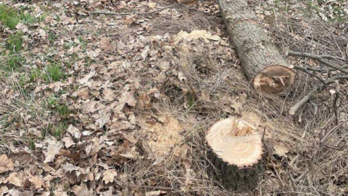 У Запорізькому районі “на гарячому” затримали незаконних лісорубів