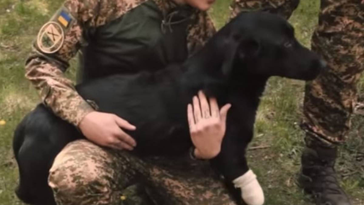 Нацгвардійці врятували чотирилапого бойового побратима