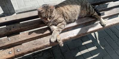 Запоріжці підтримують хвостатих співмешканців