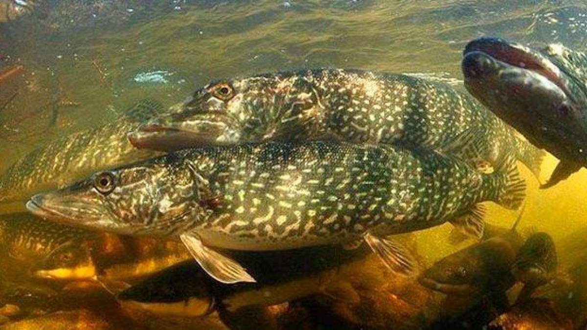 Особливості нересту на внутрішніх водоймах Запорізької області