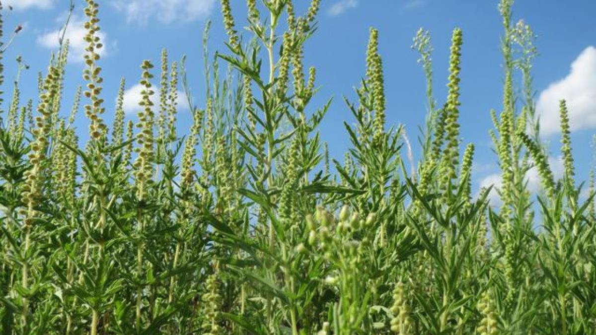 У Запоріжжі розпочалися перевірки локацій карантинних рослин