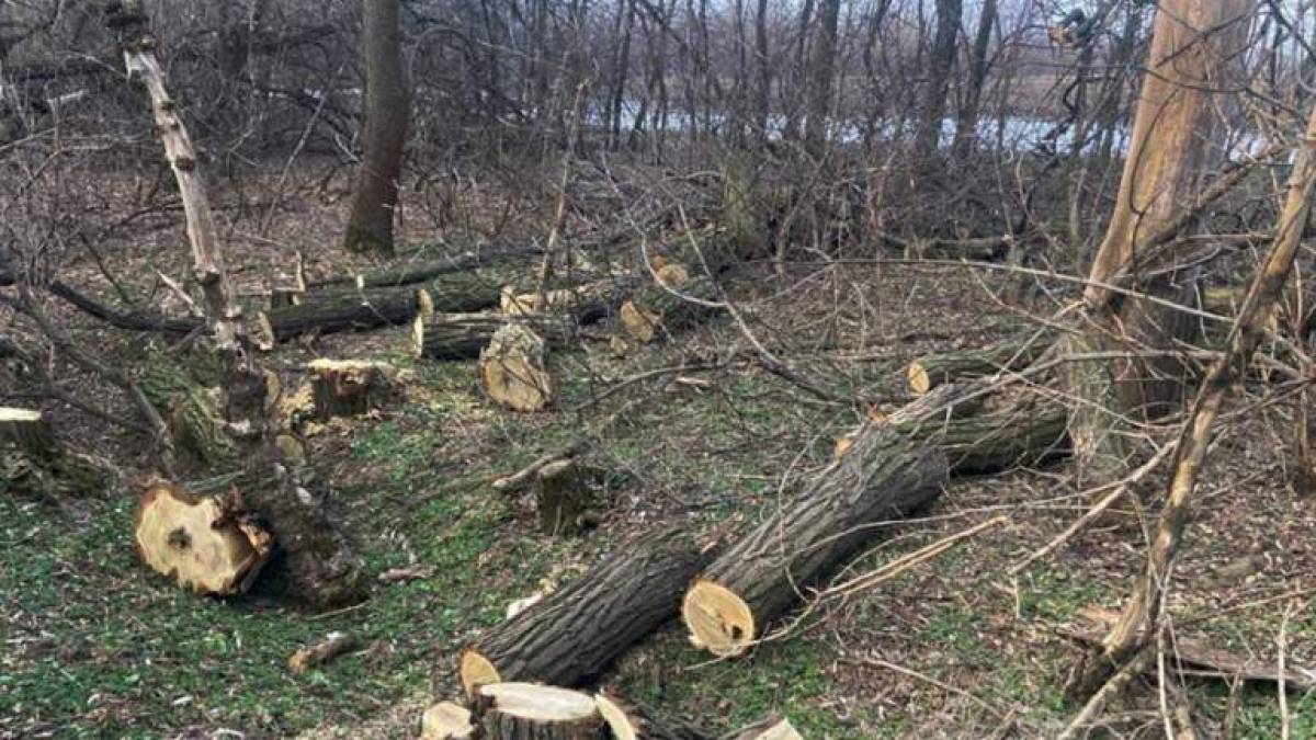 Понад півтора мільйони збитків – внаслідок незаконної порубки дерев