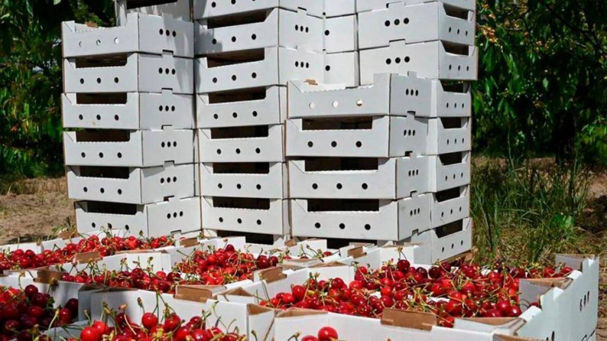 У Мелітополі колаборанти похвалилися, скільки збираються вкрасти черешні