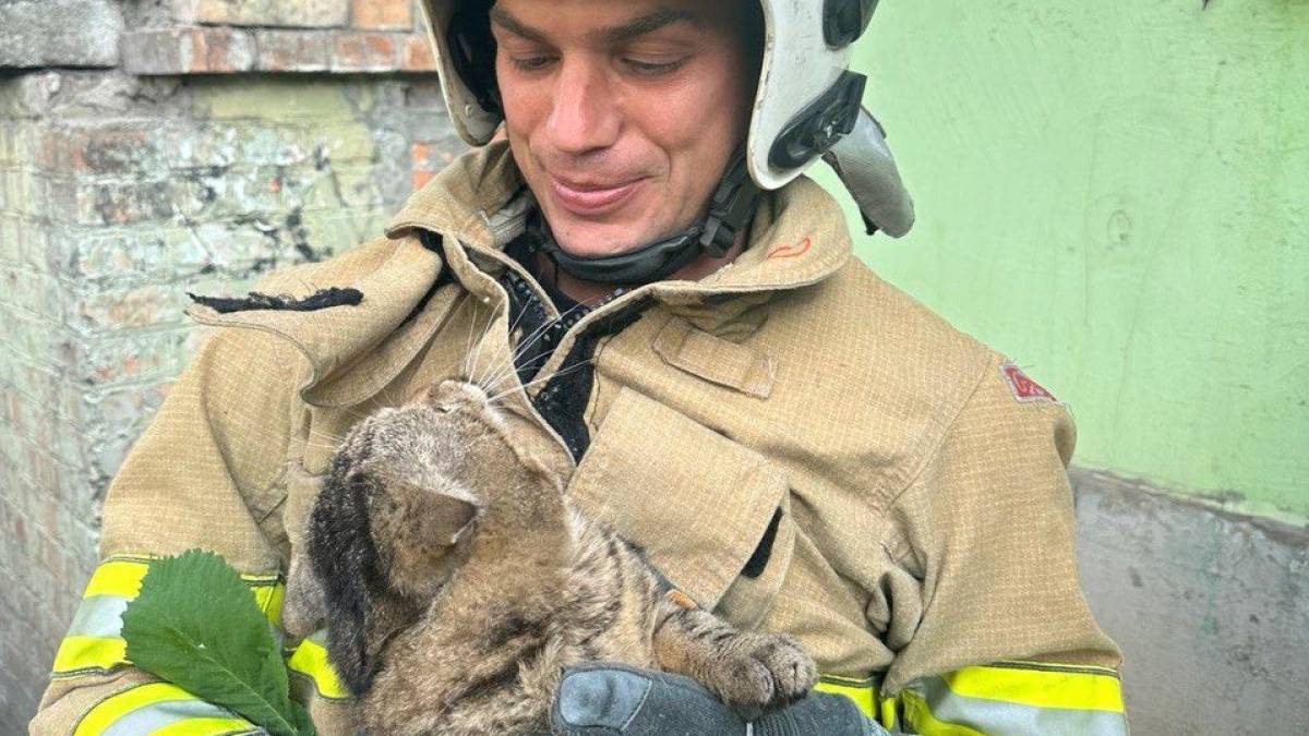 Рятувальники врятували кота з дерева