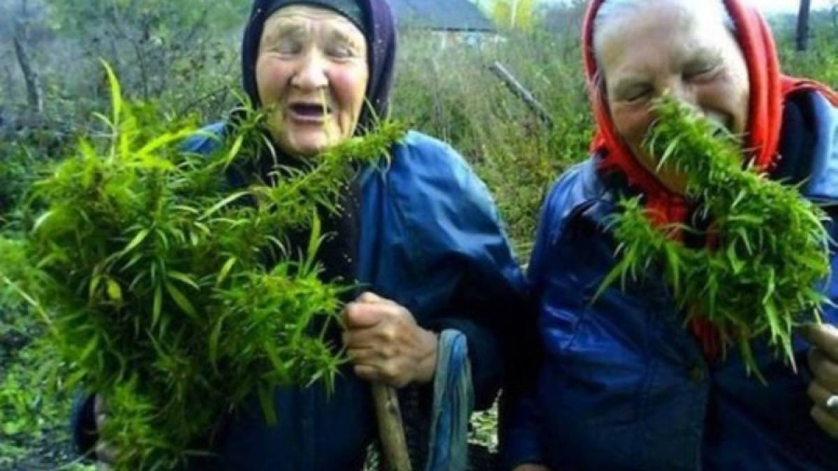 Кабмін виключив канабіс з переліку особливо небезпечних речовин, обіг яких заборонено – МОЗ