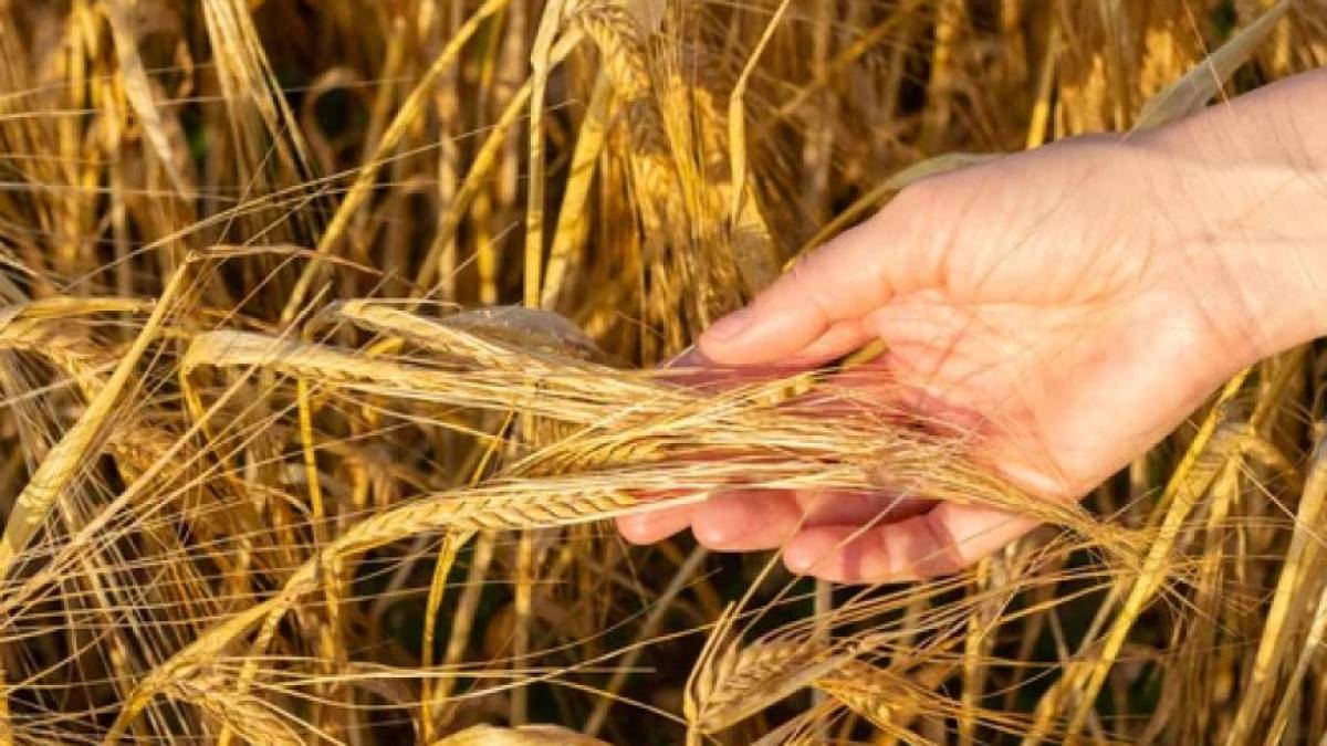 В Україні через сухий травень урожай зернових буде меншим, ніж очікувалося