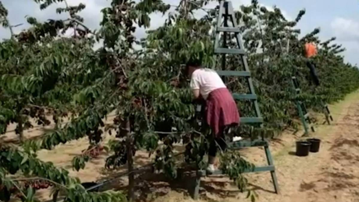 У Мелітополь на збір краденої черешні окупанти завезли робітників із Дагестану