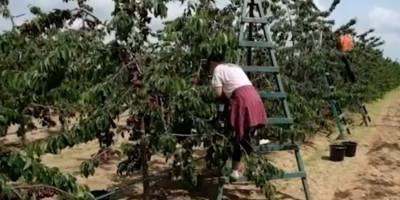 У Мелітополь на збір краденої черешні окупанти завезли робітників із Дагестану