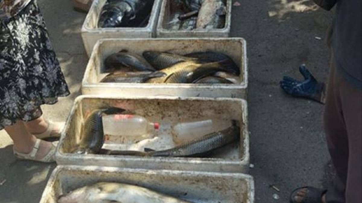 На ринках Запоріжжя виявили 70 кг браконьєрської риби