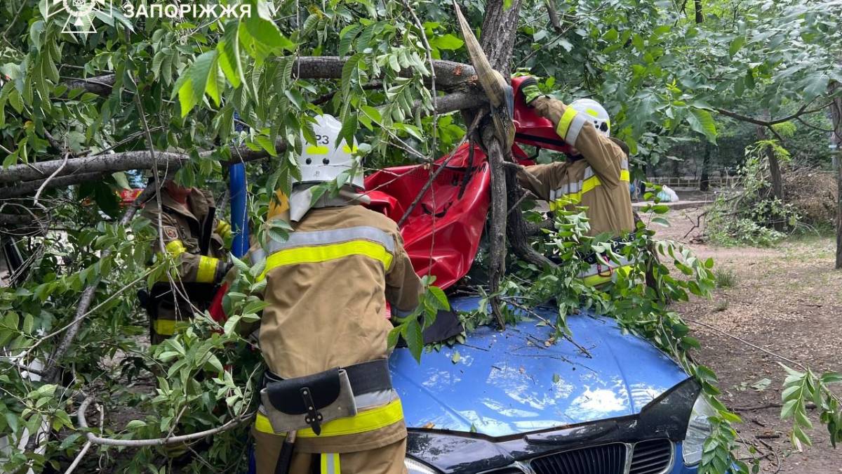 У Запоріжжі дерево впало на автомобіль