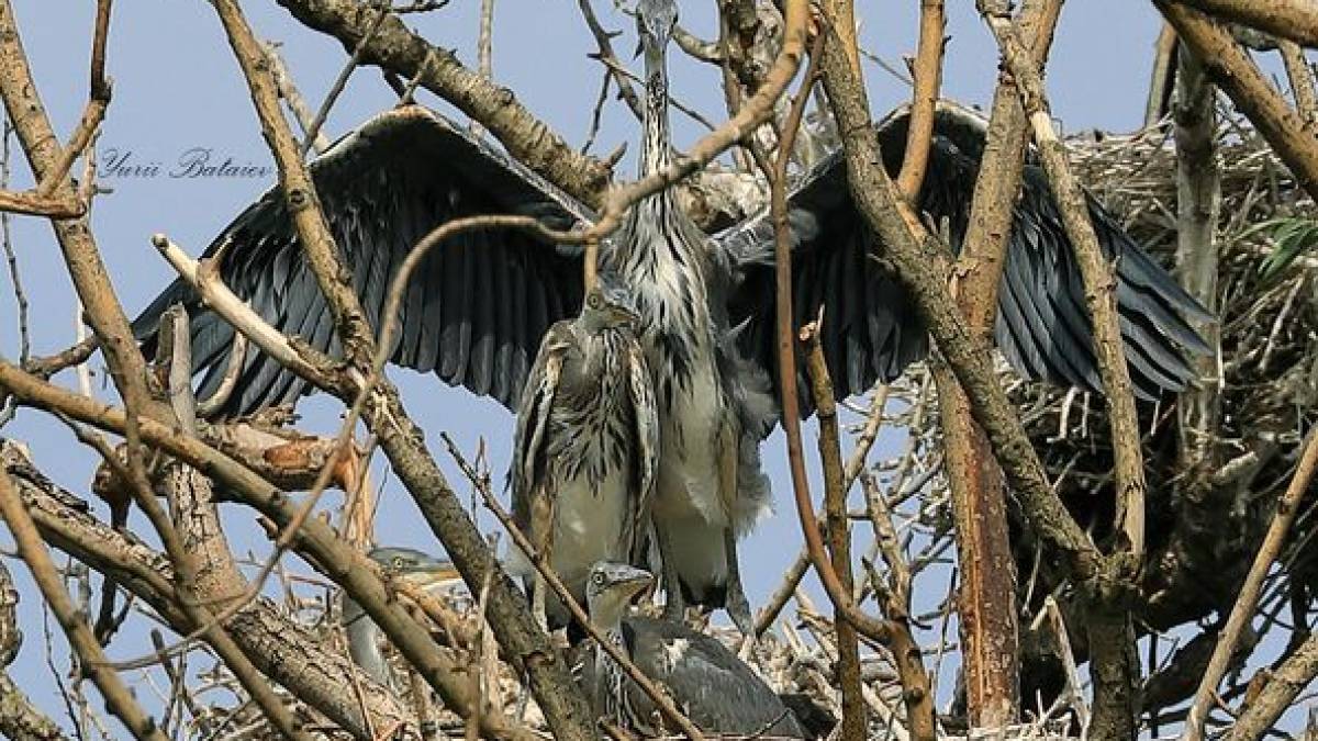 «Родичі. Чаплі сірі…» Як їх побачив фотограф у комишах?