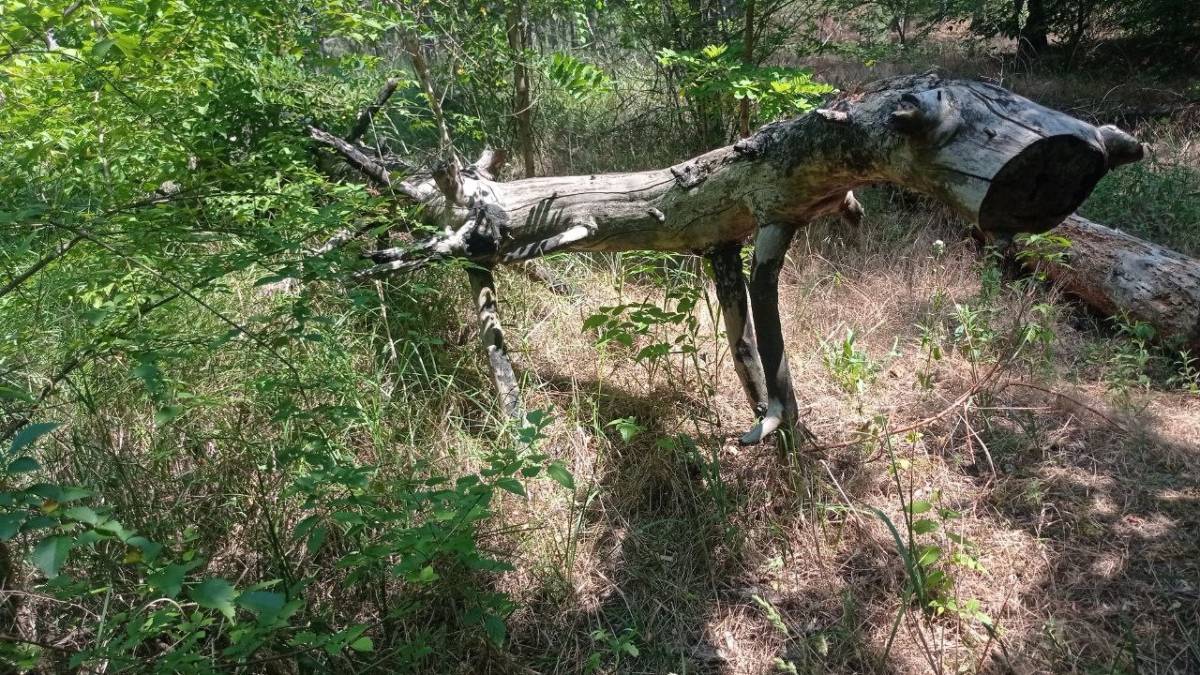 Хто дивиться на нас крізь хащі? Дикий кінь чи сонячний крокодил?