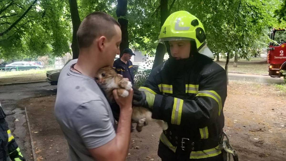 У Запоріжжі рятувальники знімали з висоти трьох котів-верхолазів – фото, відео