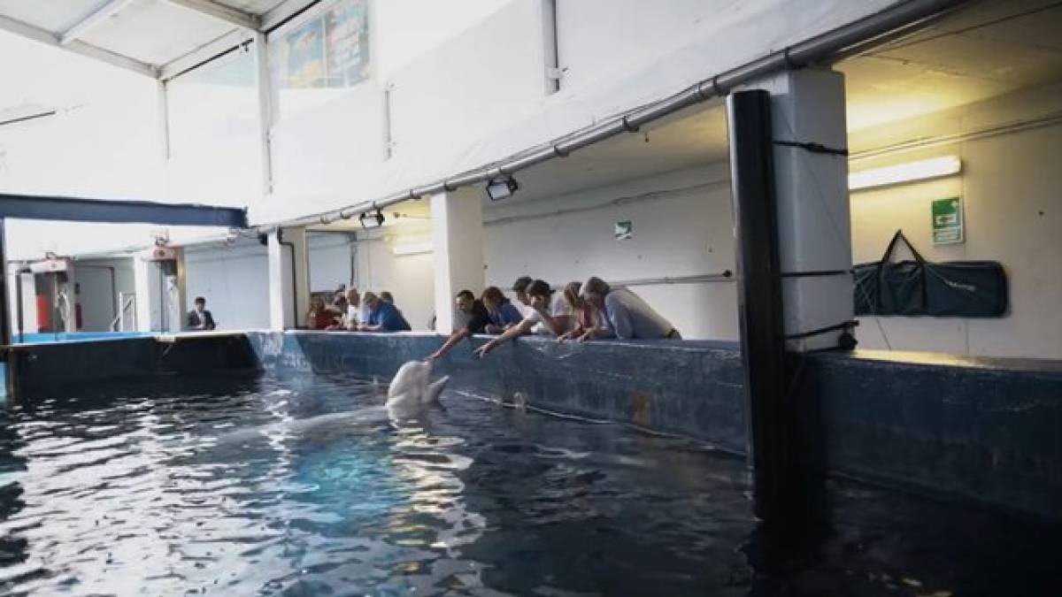 З Харкова до Іспанії евакуювали двох китів-білух