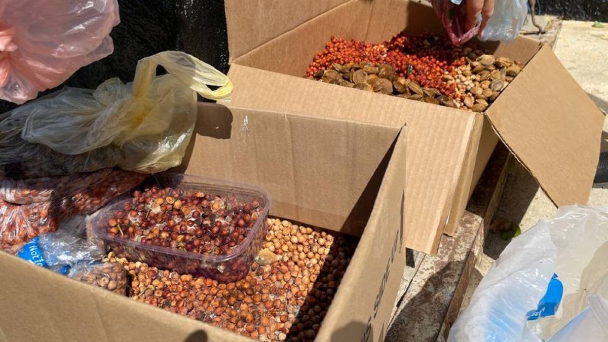 На Миколаївщині збирають кісточки плодових дерев, щоб відновити посадки та ліси