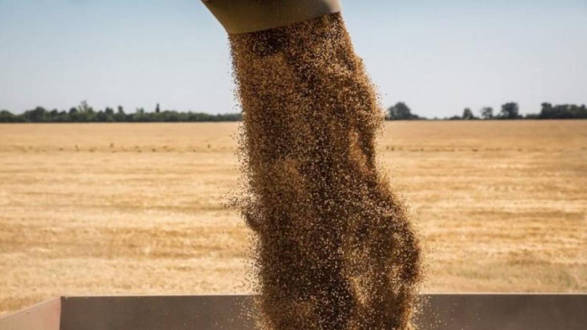 В Україні шість регіонів уже жнивують