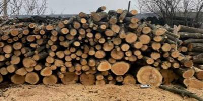 На Запоріжжі затримали групу “чорних лісорубів”