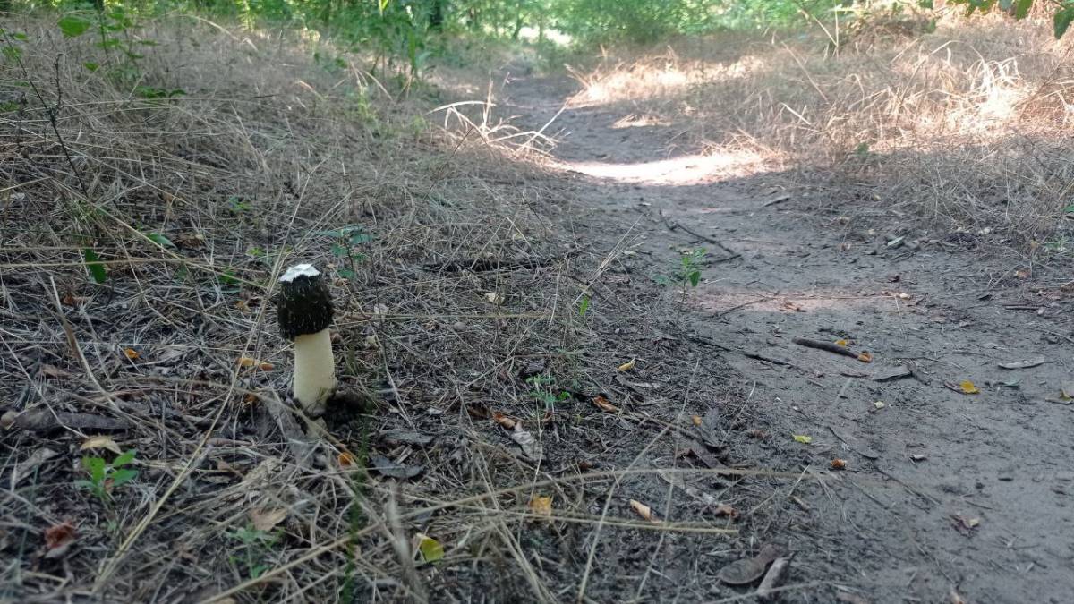 Зморшок вибіг на хортицьку стежку: чи не заблукав?